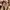 Carpenter Carhartt Brown Second Original photo 6