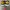 NIKE DUNK LOW x OFF WHITE MICHIGAN SIZE 42 (26,5 CM) photo 4