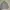 Vintage Pea coat Pria gray photo 4