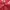 Jaket Merah Nevada photo 2