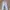Dickies long pants photo 3