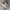 NIKE x STUSSY AIR ZOOM SPIRIDON FOSSIL SIZE 43 (27,5 CM) photo 1