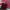 hoodie gap maroon photo 5