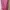 Nevada Wanita pink photo 2