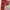 Adidas Superstar Red photo 1