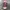Unknown - Japanese Pleats Issey Miyake Style photo 5