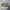 Puma Suede  photo 1