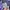 Vintage Streetwear Pria purple photo 6