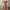Iora lace floral dress photo 1