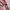 Y2k pink paisley pattern tie photo 2