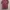 The North Face Vintage Casual T-shirt Pria red photo 1