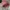 Helm bogo retro marcolino gradient pink wanita photo 1