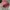 Helm Bogo Retro Marcolino Gradient Pink Wanita
