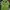 Ellesse Sportswear Skater Track jacket Pria green photo 1
