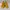 Onitsuka Tiger Mexico 66 Slip On Velcro Yellow Blue
