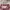 ANYA HINDRAMARCH Print Tote Bag Dog French Bella Hadid core photo 1