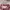 ANYA HINDRAMARCH Print Tote Bag Dog French Bella Hadid Core