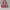 Converse CTAS Low Ox Neon Pink