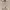 Kangol Minimalist Sweatshirt Pria tan photo 4