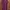 Dorothy Perkins Maroon Dress