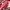 Tory Burch Casual Shoulder bag Wanita pink photo 7