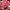 Tory Burch Casual Shoulder bag Wanita pink photo 8