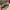 Michael Kors Casual Shoulder bag Wanita tan photo 4
