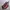 Dr martens 101 red cherry 6 hole photo 1