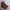 Dr martens 101 red cherry 6 hole photo 2