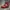 Dr Martens 1460 PASCAL RED (BIG SIZE 11UK/46)