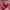 Diesel Streetwear Y2K Mini skirt Wanita pink photo 5