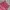 Diesel Streetwear Y2K Mini skirt Wanita pink photo 3