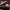 AIR JORDAN 1 Low (Noble Red) photo 1