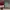 AIR JORDAN 1 Low (Noble Red) photo 3
