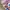 Diesel Y2K Lolita Mini skirt Wanita pink photo 5