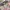 Diesel Y2K Lolita Mini skirt Wanita pink photo 3