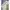 Windbreaker MLB Yankees NY WWS White photo 4
