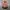 Anna Sui Dolly Girl Flower Pattern Mini Dress photo 1