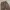 Morgan Homme Flare Bootcut Brown Pants • Flare Jeans  photo 5