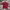 T Shirt Uniqlo U Maroon photo 1