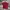 T Shirt Uniqlo U Maroon