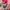 Snapback Kings Nba photo 2