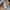 Adidas Trefoil Cropped Hoodie Tapped women photo 3