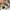 Beams Lolita Casual Casual pants Pria cream photo 7