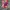 CHAINSAWMAN VOL 5 ENGLISH photo 1