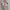 The Most Wanted Girl - Quinwriter photo 1