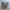Dickies Streetwear Casual Casual Pants Pria Tan