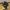 Adidas Yeezy Foam RNR 43