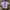 MLB Babytee Crop