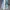 Rubi poppy ribbon lace up plimsoll photo 1